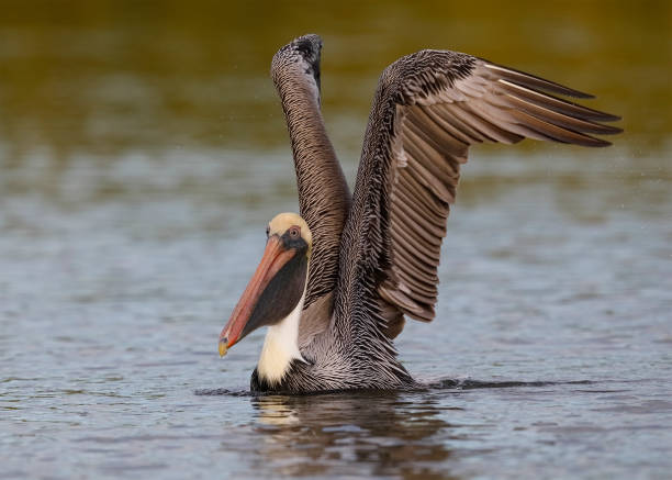 istock Brown Pelican taking flight from a lagoon-  Florida 929571944