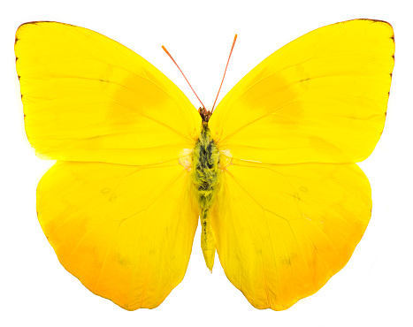 Orange-barred sulphur (Phoebis philea) butterfly native to America isolated on white