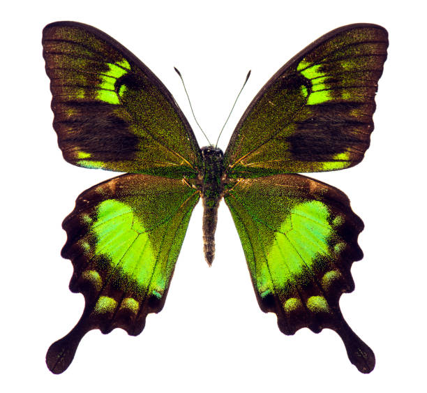 istock Papilio neumoegeni tropical butterfly isolated 929572194