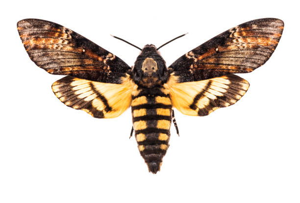 Death's head hawk-moth isolated on white Female Death's head hawk-moth (Acherontia atropos) isolated on white background moth photos stock pictures, royalty-free photos & images