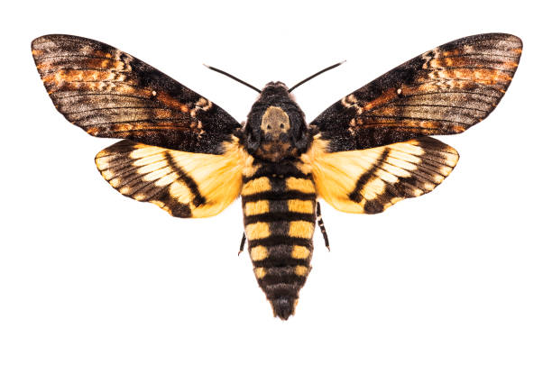 Death's head hawk-moth isolated on white Female Death's head hawk-moth (Acherontia atropos) isolated on white background hairy insect stock pictures, royalty-free photos & images