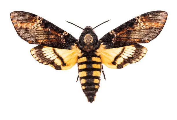 Photo of Death's head hawk-moth isolated on white