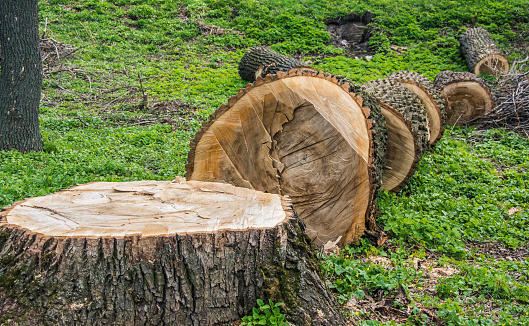 Fallen and sawn tree trunk for development