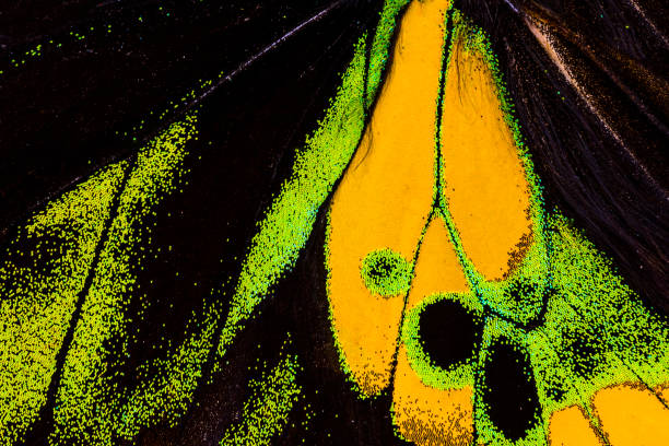 istock Detail of a butterfly wing 929572804