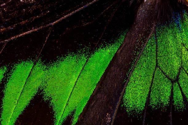 istock Detail of a butterfly wing 929578632