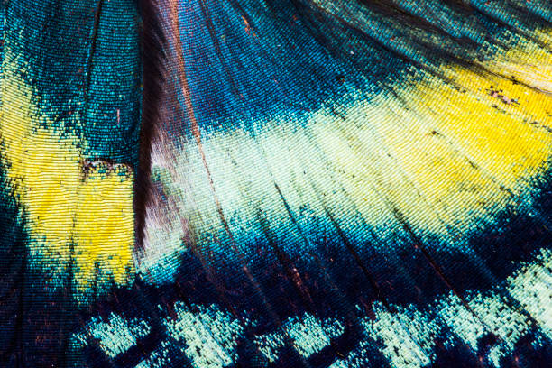 Alcides orontes tropical butterfly wing
