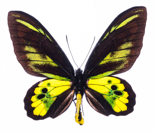 istock Rothschild's birdwing tropical butterfly isolated 929581338