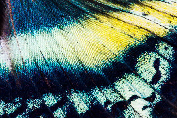 istock Alcides orontes tropical butterfly wing 929581696