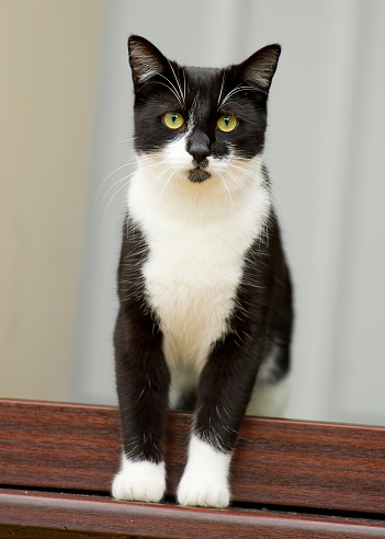 Kucing Hitam Putih Foto Stok - Unduh Gambar Sekarang - Hitam putih
