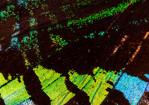 istock Green-banded urania (Urania leilus) wing macro 929581796