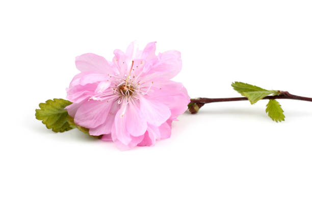 istock Cherry flowers isolated on white background. Sakura 929582120