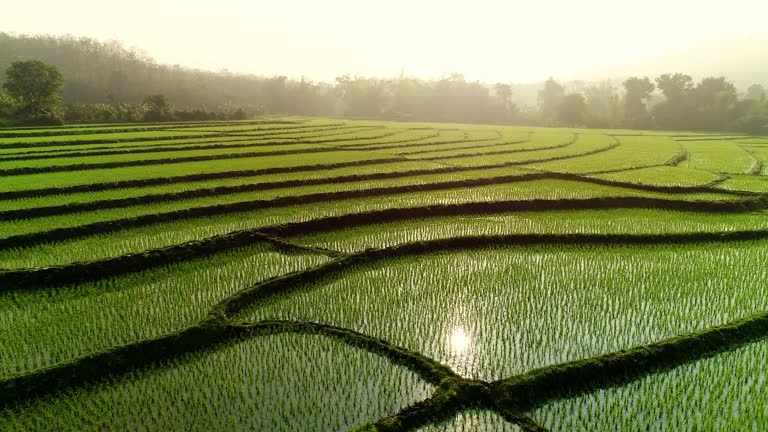 4k Video shot aerial view by drone. Rice Field on sunrise.