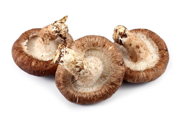 istock Shiitake mushrooms isolated on white background 929595550