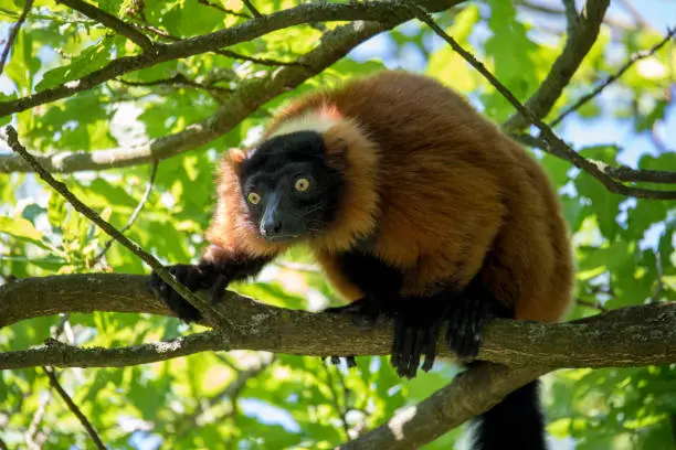 Madagascar Red ruffed lemur, Varecia rubra, on tree top
