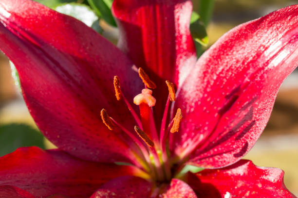 istock beautiful lily flower in bloom 929598402