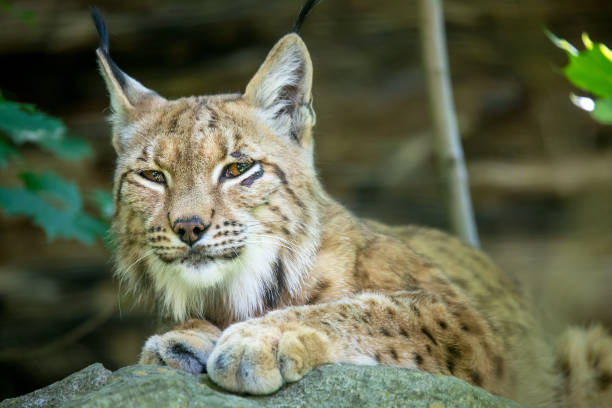 istock portrait of Lynx female 929598434
