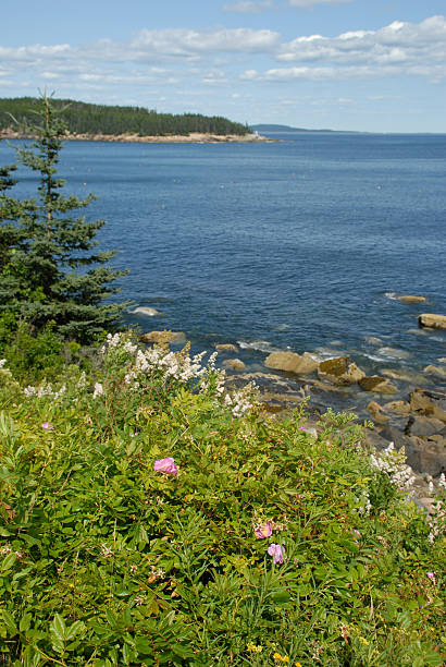 istock Roses on the Acadia coast 92960188