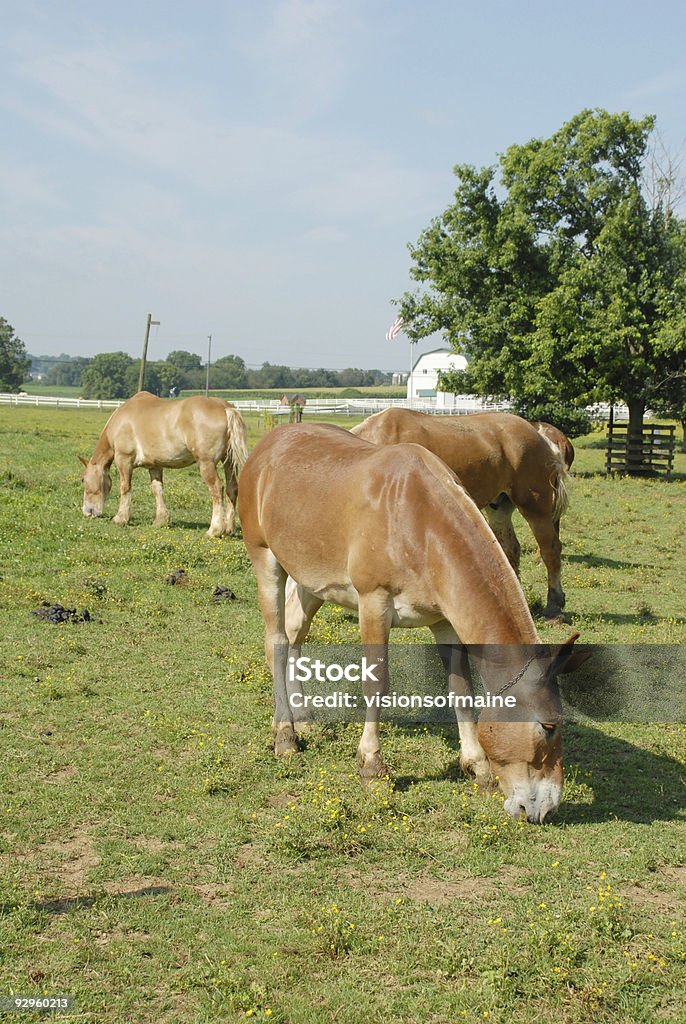 Amish Espeletia pasta em Pensilvânia Pasto - Royalty-free New Holland Foto de stock