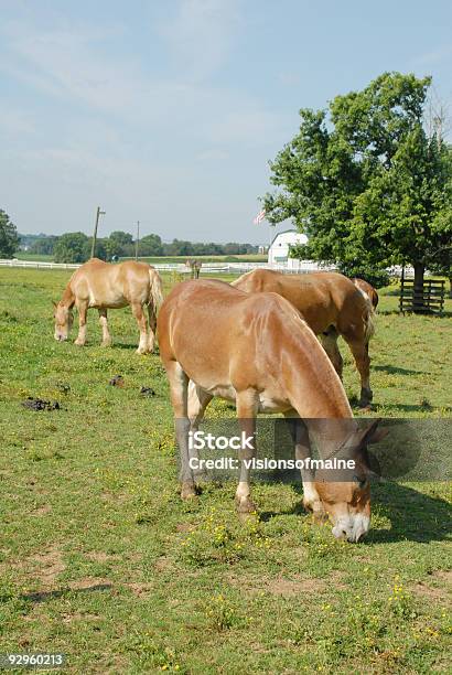 Amish Espeletia Pasta Em Pensilvânia Pasto - Fotografias de stock e mais imagens de New Holland - New Holland, Pensilvânia, Amish
