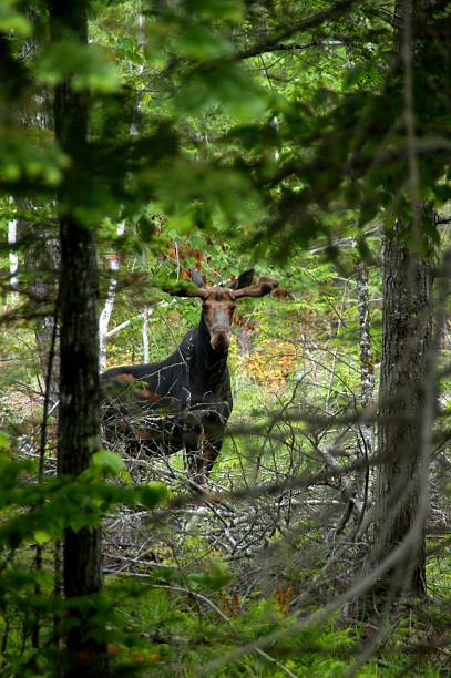 Moose (Alces alces) male in a forest meadow in summer. Maine