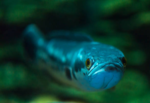 Close up funny face of fish Close up funny face of fish, fresh water fish, Giant snakehead. Science name is Channa micropeltes. Selected focus. giant snakehead stock pictures, royalty-free photos & images