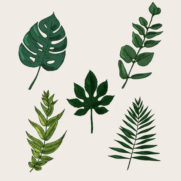 Vector illustration of Collection of highly detailed hand drawn leaves isolated on