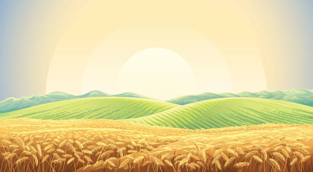 ilustraciones, imágenes clip art, dibujos animados e iconos de stock de paisaje de verano con trigo de campo - cosechar ilustraciones