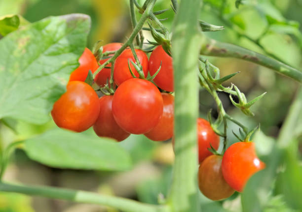 istock ripe tomato cherrie in branch 929606100