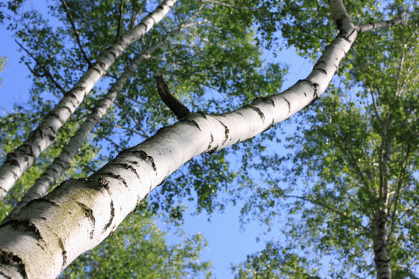 istock Birch trees with green leaves and white trunks in summer 929606386