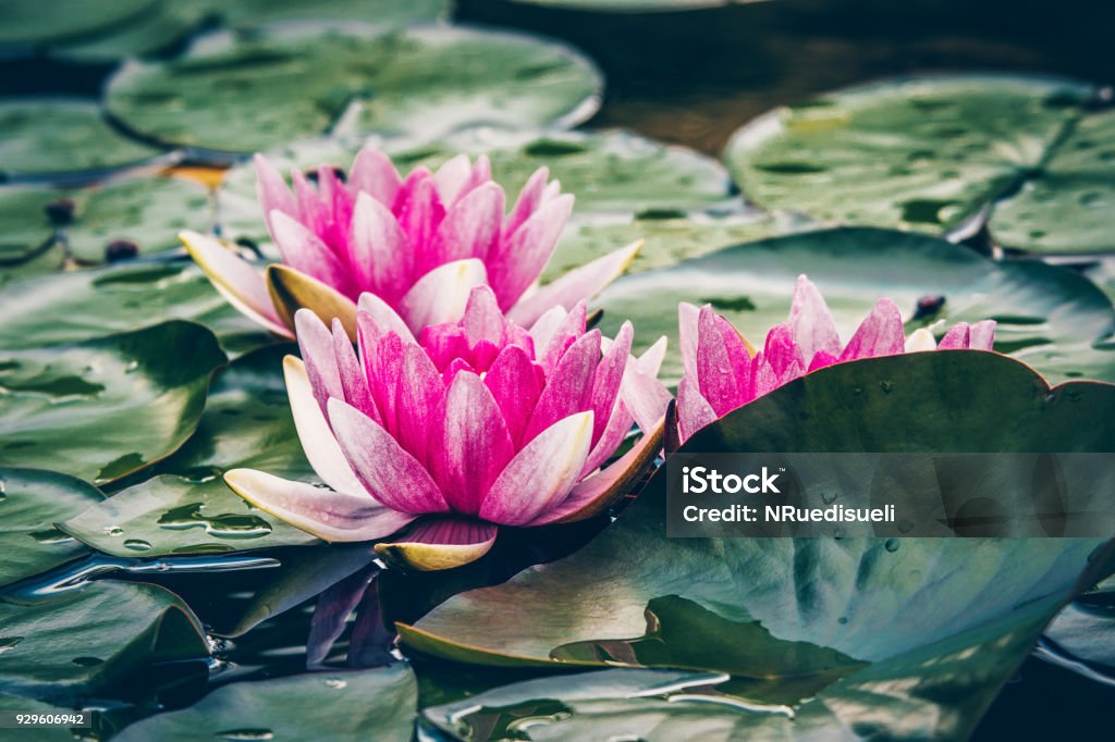 Hermosa Rosa De Color Flores De Nenúfar En Un Estanque O Un Lago Luz De Noche Un Poco Oscura Foto de stock y más banco de imágenes de Agua - iStock Hermosa Rosa De Color Flores De Nenúfar En Un Estanque O Un Lago Luz De Noche Un Poco Oscura Foto de stock y más banco de imágenes de Agua - iStock