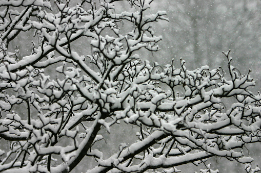 Fresh snow on branches of tree