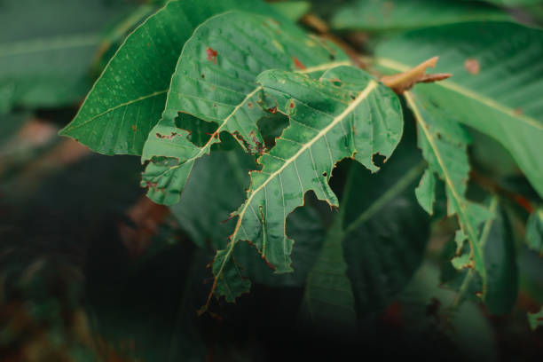 istock Fresh Nature In The Morning #2 929610208