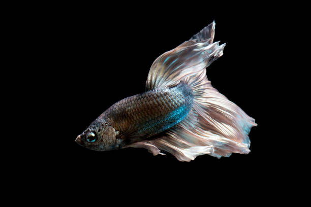 istock Green metallic betta fish, siamese fighting fish on black background isolated 929613374