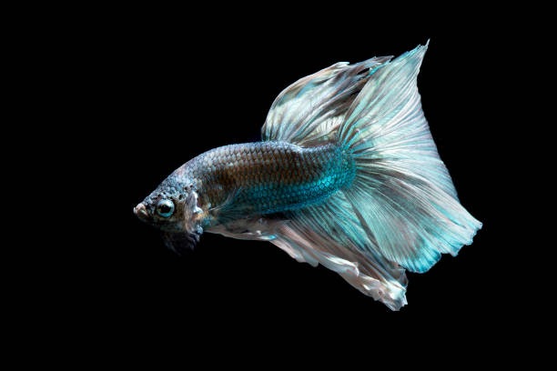 istock Green metallic betta fish, siamese fighting fish on black background isolated 929613376