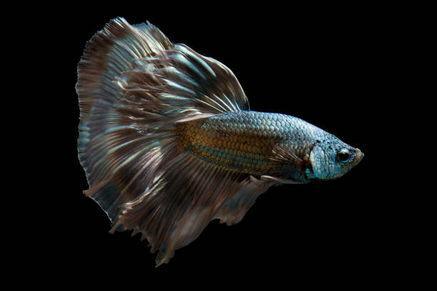 istock Green metallic betta fish, siamese fighting fish on black background isolated 929613378