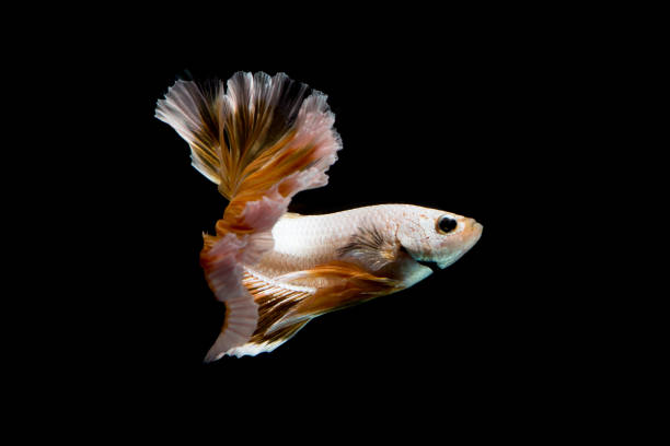 istock Gold betta fish, siamese fighting fish on black background isolated 929615506