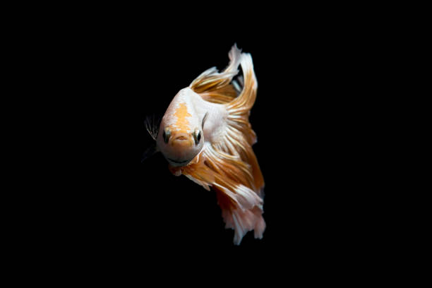 istock Gold betta fish, siamese fighting fish on black background isolated 929615516