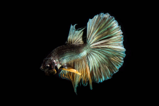 istock Tail of Copper betta fish, siamese fighting fish on black background isolated 929615626
