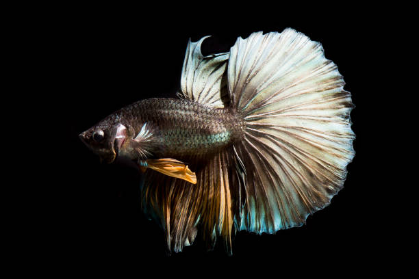 istock Tail of Copper betta fish, siamese fighting fish on black background isolated 929615634