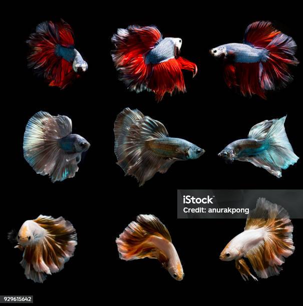 Group Of Fancy Betta Fishes Siamese Fighting Fish On Black Background Isolated Stock Photo - Download Image Now