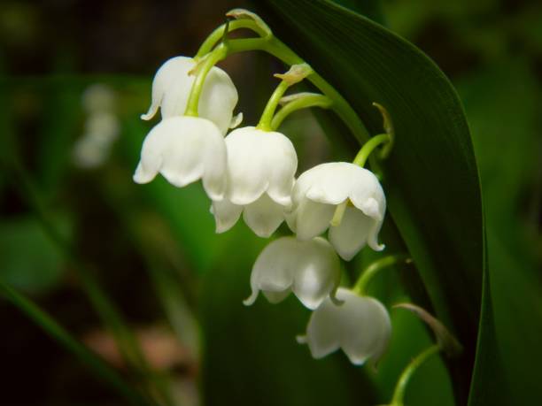 istock Lilly of the valley 929619278