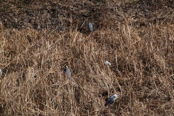 istock Colony of herons 929619860