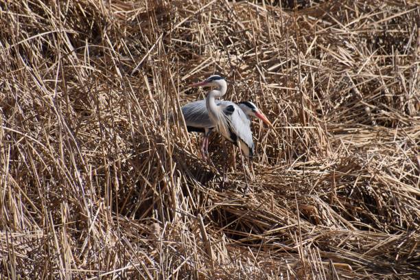 istock Colony of herons 929620000