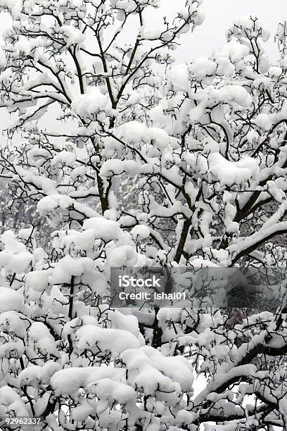 Snow On Branches Stock Photo - Download Image Now - Autumn, Blizzard, Blue