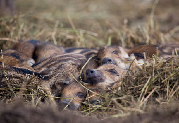 Group of new born wild boar piglets (sus scrofa ferus) sleeping on straw in forest in winter. Wildlife in natural habitat