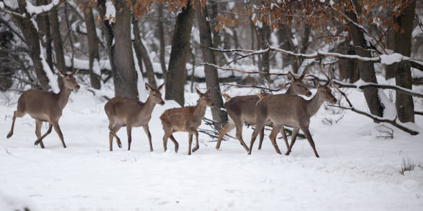 istock Group of hinds walking on snow 929625578