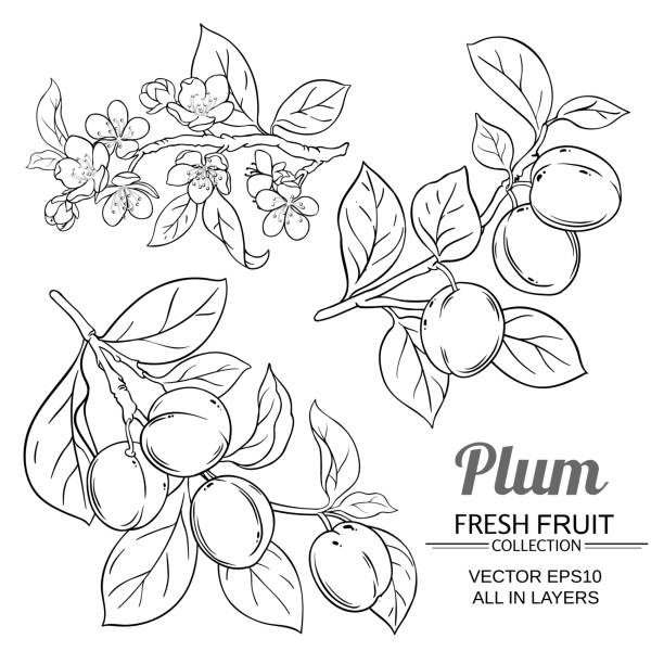 매 분기 세트 - plum red white background organic stock illustrations