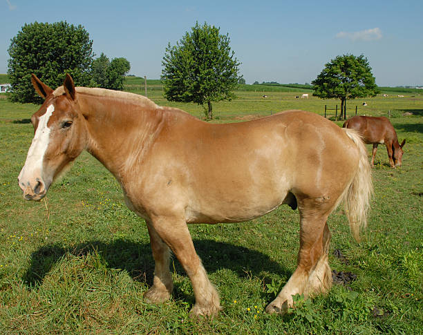cheval belge sur un élevage des amish - belgian horse photos et images de collection