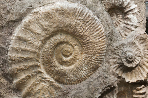 istock Ammonites from the Cretaceous Period found as fossils. 929628056