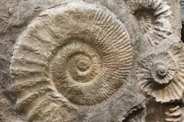 Scaphites from the family of heteromorph ammonites widespread during the Cretaceous Period found as fossils. Extinct prehistoric animals.